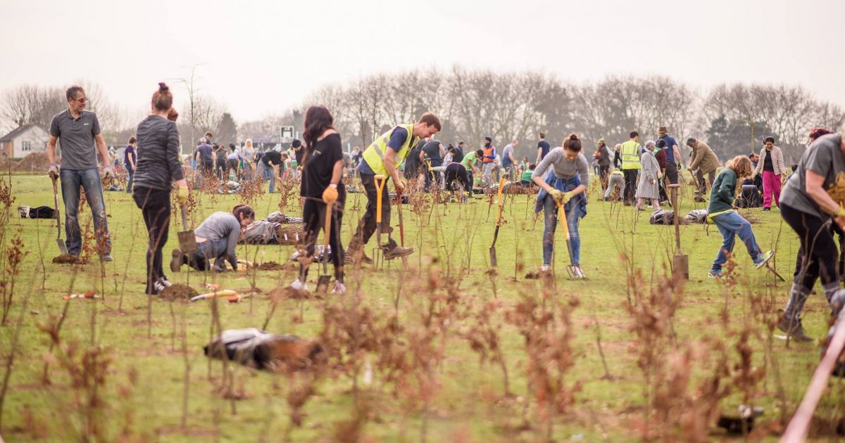 Help us plant 25,000 trees in London! Trees for Cities