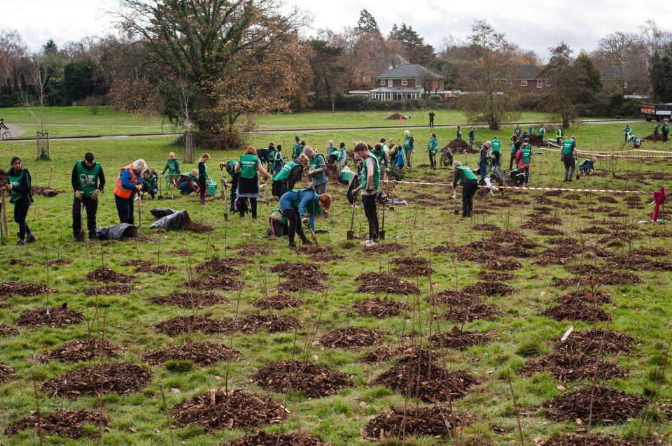 London's largest ever planting event | Trees for Cities