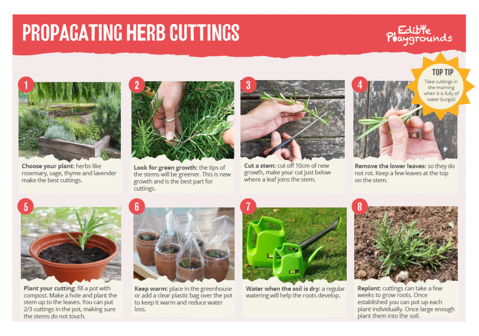 Snapshot of Edible Herb Garden Propagation