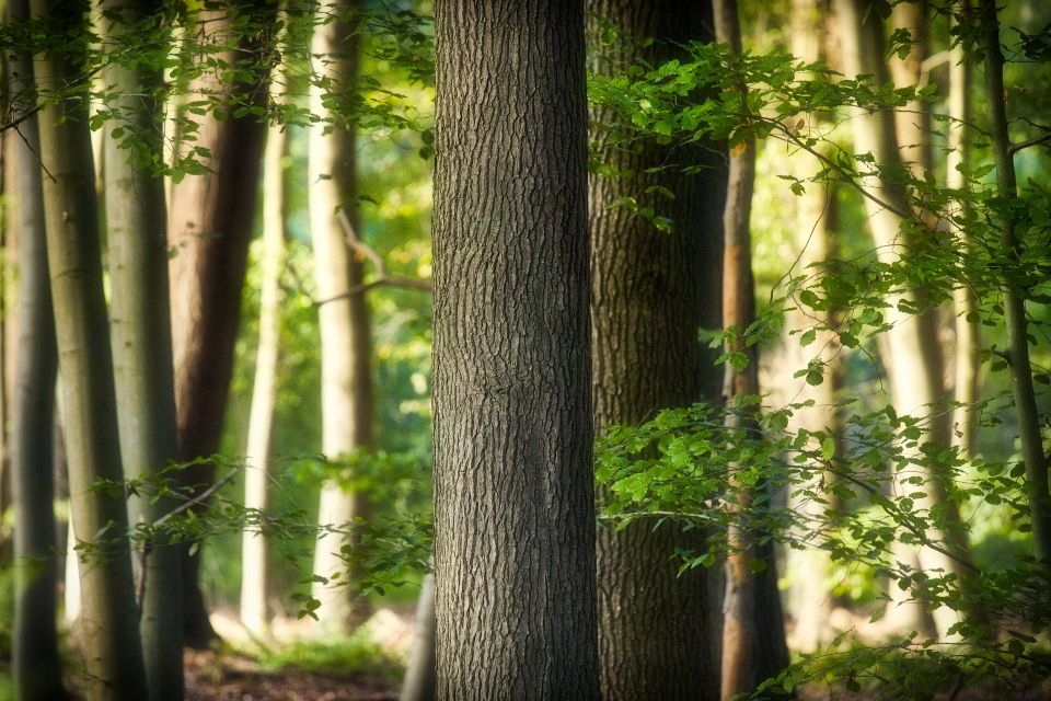 Intreeducing The Beech Trees For Cities