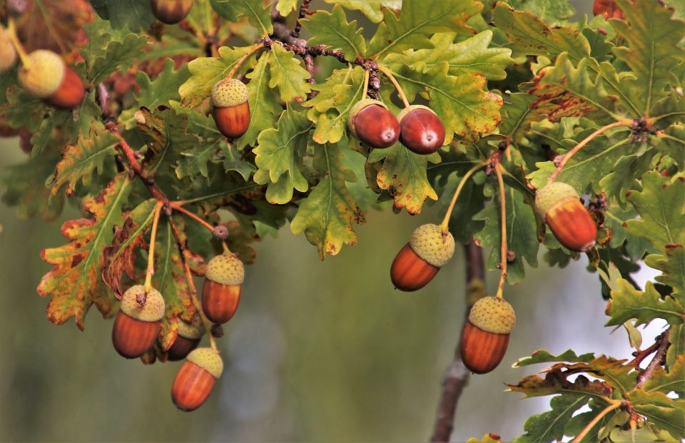 The mystery of the mast year Trees for Cities