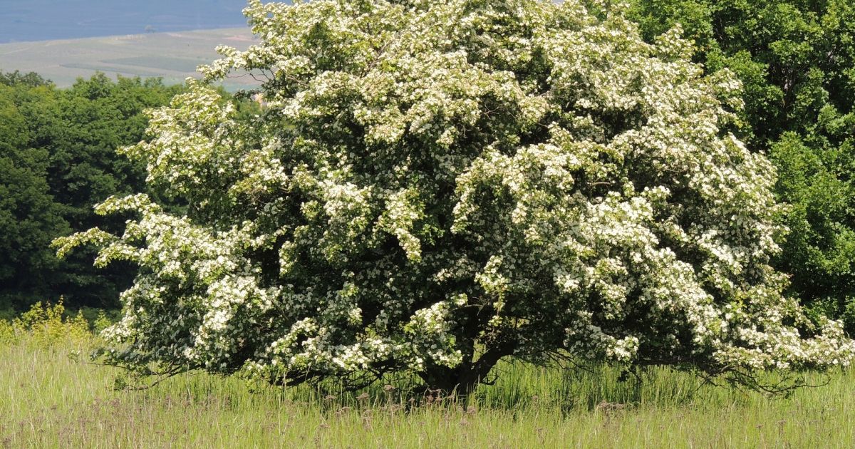 Intreeducing Magical Hawthorn Trees For Cities