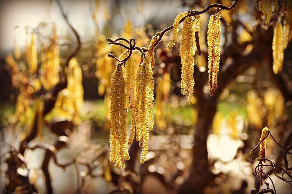 Intreeducing The Helpful Hazel Trees For Cities