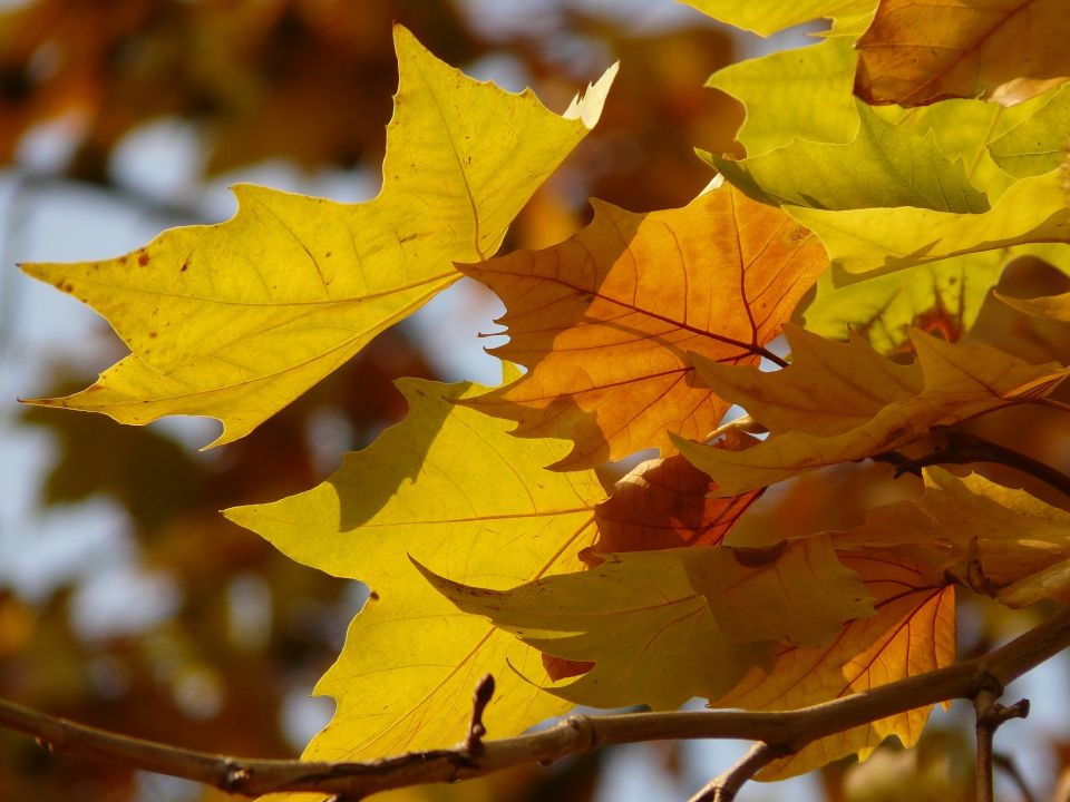 The Mysterious History Of The London Plane Tree Trees For Cities