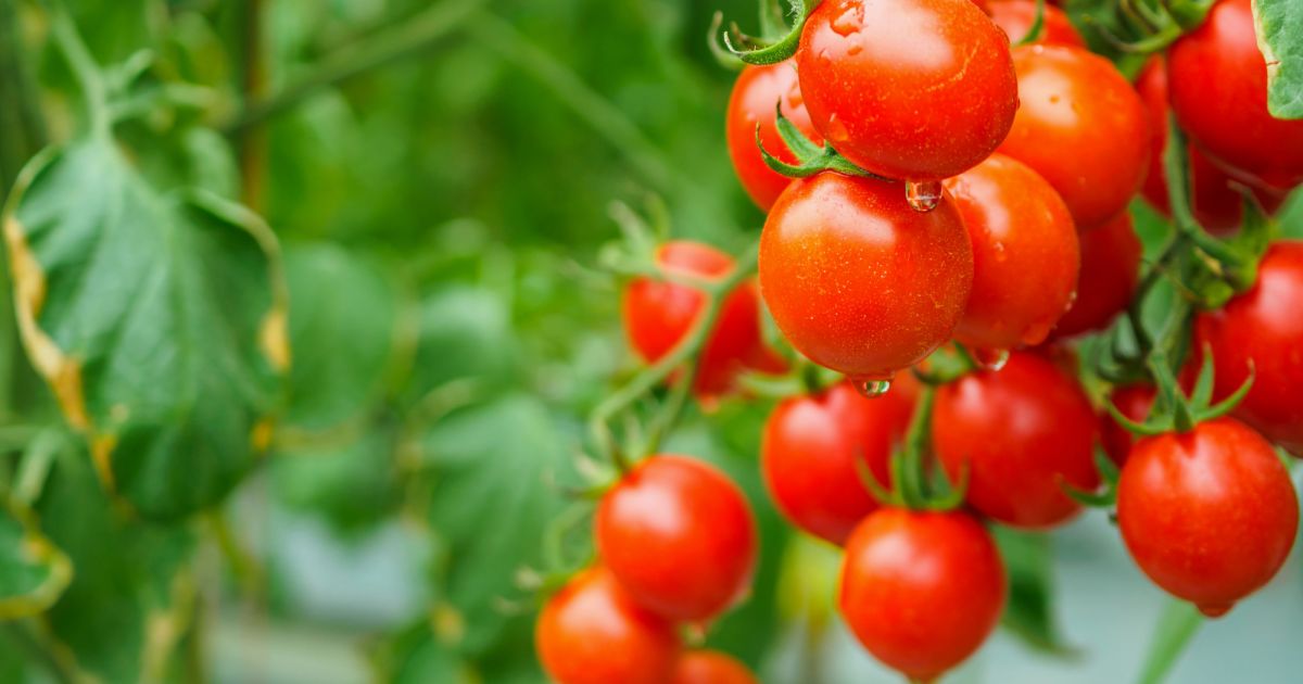 Tomatoes | Trees for Cities