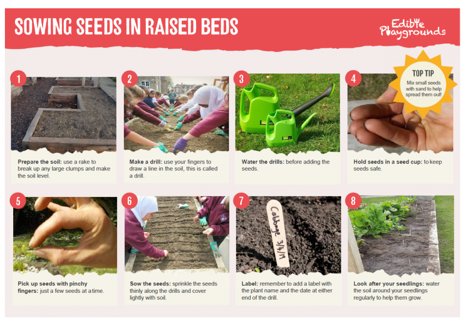 Sowing seeds in raised beds Trees for Cities